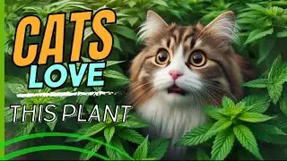 Why Cats love Catnip Plants