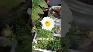 Flowers variety #gardenzonens #gardening #terracegardning