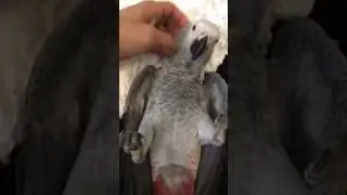 مبرد الأظافر للببغاء وأنواع المجاثم