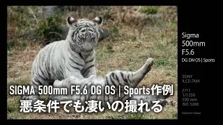 ポテンシャルが高すぎるSIGMA 500mm F5.6 DG DN | Sports 作例レビュー深瀬委員長