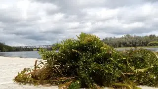 Invading the CT River – The Spread of Hydrilla