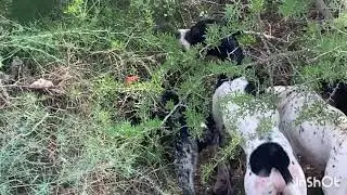 Chasse au li&egrave;vre en tunisie 2021/2022