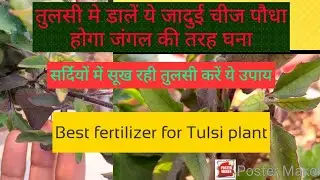 तुलसी सूख जाए तो क्या करें 🌿Tulsi plant winter Care🪻Best fertilizer for Tulsi plant#tulsi