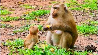 Rose Monkey And Baby Robin Eating Show Banana...! Primate QR