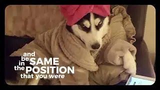 You need to get up to start ..# viral dogs content