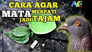 CARA MENAJAMKAN MATA BURUNG MERPATI DENGAN DAUN SIRIH