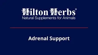 Hilton Herbs US | Adrenal Support