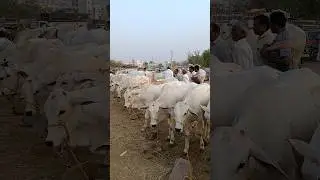 PEBBAIR BULLS MARKET #BULLSMARKET
