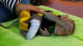 Baby Monkey Koko Falling Asleep After Mom Just Finish Feed Him