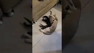 Dog guards kittens 🐕