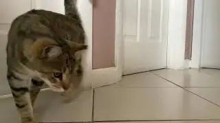 Cat VS Lego!