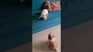 BEST FRIENDS FOREVER!🐾🤍| REYANSH PET PARADISE