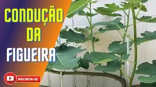 Como se Conduz o Figo no Japão