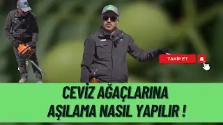 CEVİZ AĞAÇLARINA AŞILAMA TEKNİKLERİ !