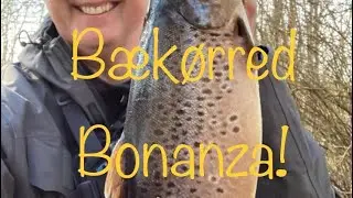 Bækørred - Bonanza i Herning