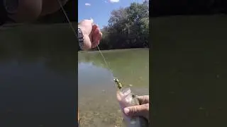 This Bass Killed the BumbleBee Lure! 🐝 💥 🐟 😮