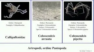 Artropodi, ordine Pantopoda callipallene achelia ammothella minor spectrum arthropoda gracilis