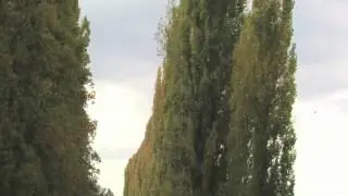 Lombardy Poplar
