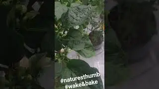 Wake and Bake with Natures Thumb #420 #bag #cannabiscommunity  #wake&bake #naturesthumb