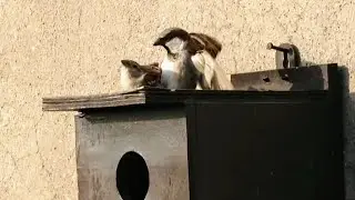 A Sparrows Pair Mating on Wooden Nestbox | Breeding Birds | Bird Nest