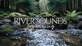 Beautiful River Sounds. Forest River, Calming Nature Sounds/Sleep/Relaxation 8 hours