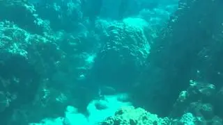 White Tip shark - Honolua Bay