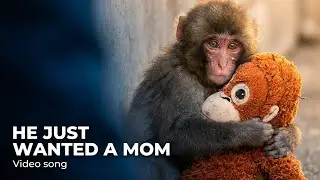 Punch-kun Just Wanted a Mom&hellip; Then Love Found Him | Emotional Monkey Story Song