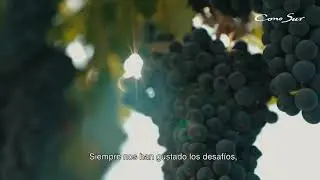Conoce Viña Cono Sur