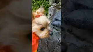 らんと石の亀/Yorkie and Stone Turtle