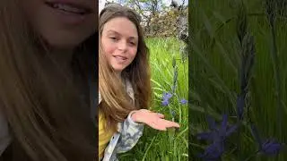 North American Wildflowers: CAMAS 🌸🤩