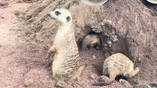 3 Mongoose Digging a Burrow Digging Together Is Insane!