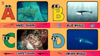 🌊 A to Z Shark & Whale Song | Fun Ocean ABC Learning for Kids | #abcd #kids