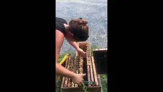 Apiculture DOUCE&reg; : transvasement d'un essaim