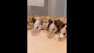 Stay Hydrated #cute #funny #animals #drink #drinks #drinking #drinkingwater #rats #mouse #pets