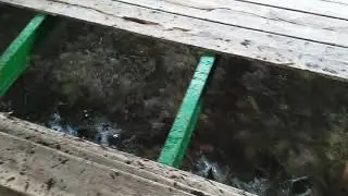 Fischfarm