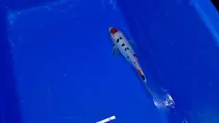 Sanke Premium Quality Koi Fish