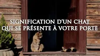 🐱 SIGNIFICATION D'UN CHAT QUI SE PR&Eacute;SENTE &Agrave; VOTRE PORTE