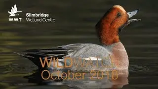 WWT WildWatch Slimbridge - October 2018