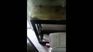 Fish tank disaster part 3. Separation