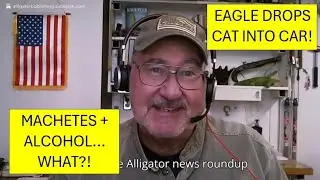 Bald Eagle Drops Cat Through Windshield?! + &ldquo;Cannabis Vomiting&rdquo; Disorder | Alligator News Roundup