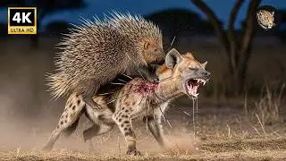 Hyena vs  Porcupine A Predator's Fatal Mistake | animal fights