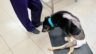 Paralyzed Dog Found in Freezing Cold… Fearful, and the Doctor’s Reveal Shocks Us