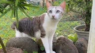 Chill cat video - Kitty Wandering Around In A Sunny Garden🌿 A Calm Piano Music🎶