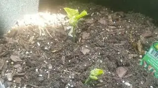 Planting two crop plants in the same pot? Does it work? Here's my findings