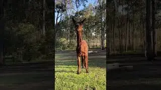 Alpaca and Kangaroo eat carrots together / アルパカもカンガルーも人参を食べるよ