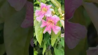 Beautiful wild jungle vine flowers Playa del Carmen Mexico plants #nature #pink #bignonia #explore