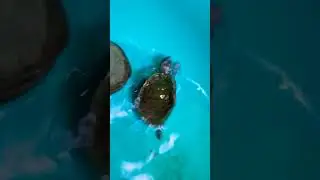 Dancing Turtle | #shorts