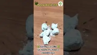🌿 Moon Rock Ice 🌘 Cristalli PURI 99% CBD  1% TERPENI - profumati | #SHORTS #OasiDellaCanapa