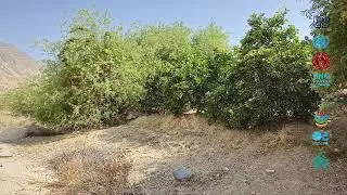 Tecomella undulata (Rohida); IUCN