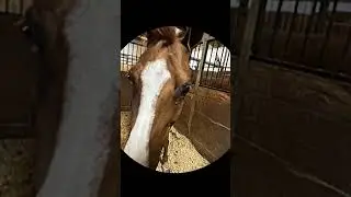 Oxygen #horse #equestrian